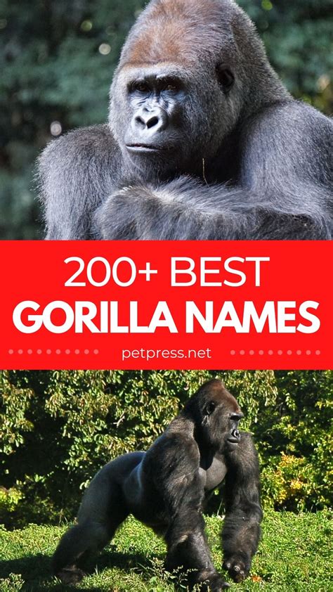 Best Gorilla Names - 200+ Good Name Ideas For A Gorilla