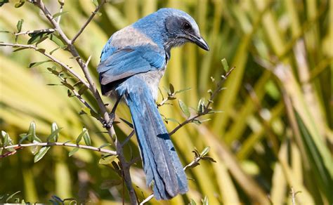 Florida Scrub-Jay | Audubon Field Guide