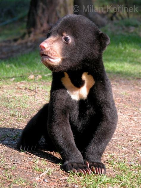 Adorable Sun bear cub. Sun bears are also impacted by palm oil plantations. Grizzly Bear Cub ...