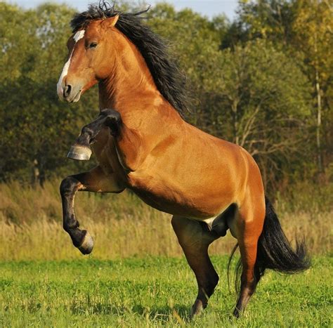 Mustang Horse Breed Information, History, Videos, Pictures