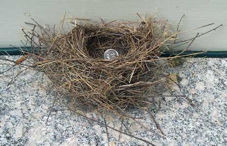 House Finch Nest and eggs