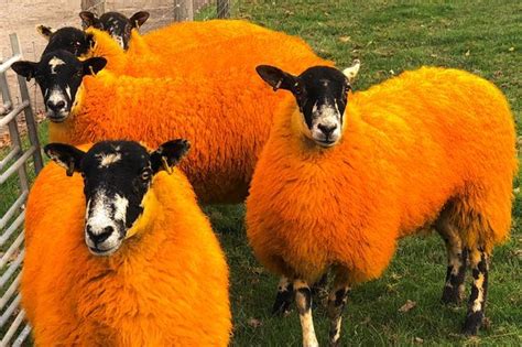 #halloween #sheep #Devon #pumpkin #animals | Theme park, Devon, Sheep