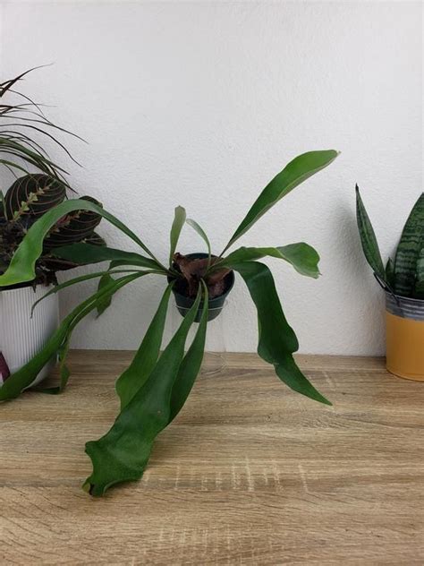 Stag Horn Fern Plant 4 Pot Live Staghorn Fern Plant - Etsy