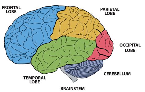 Brain Functions - BC Centre For Ability | BCCFA