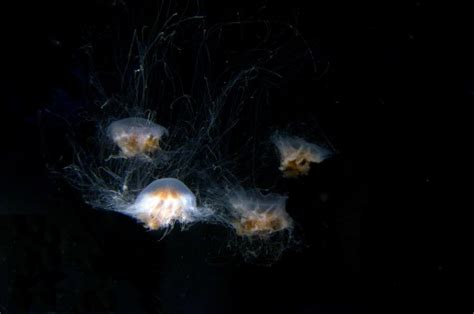 Free Images : atmosphere, jellyfish, invertebrate, outer space, marine biology, marine ...