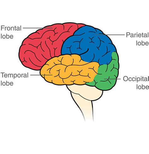 The brain - structure and function - Cancer Information - Macmillan ...