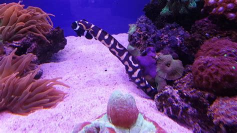 Engineer Goby in Reef tank - YouTube