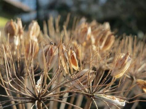 How To Get Rid of Giant Hogweed in Your Yard - Invasive Garden