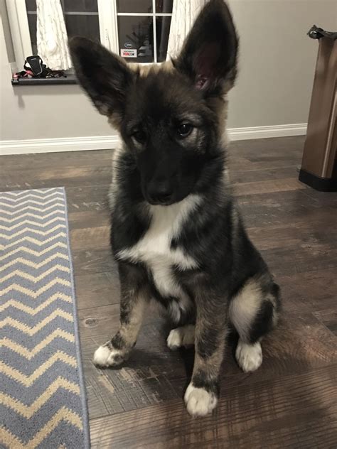 Here is my Elkhound/Samoyed mix Grizzly. I have her Mom and Dad too! : r/rarepuppers