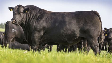 Sire Verification - Aberdeen-Angus Cattle Society