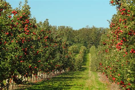 This New England Farm Has The Best Apple Orchard In America