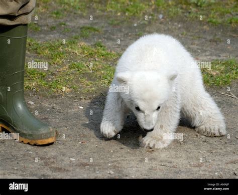 Knut the polar bear in Berlin Zoo Stock Photo - Alamy