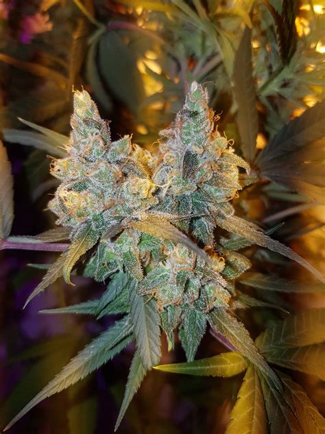 Triple nugs - Cannabis Pictures - Growery Message Board