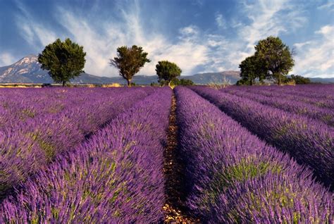 Lavender Field Wallpaper from Happywall.com | Lavender fields france ...