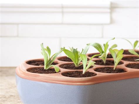 How to Plant Seeds in a pot?