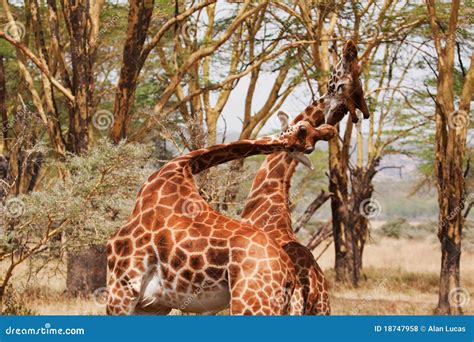 Two Giraffe Fighting Royalty Free Stock Photos - Image: 18747958