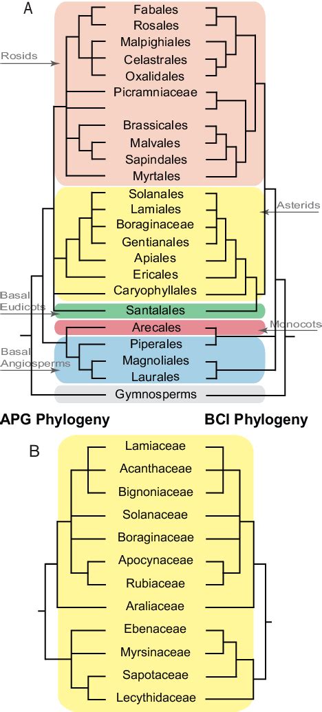 Comparison of phylogenetic relationships based on barcode sequence data... | Download Scientific ...