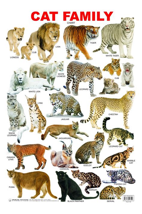 Bildergebnis für cat family chart | Cat breeds chart, Wild cats ...