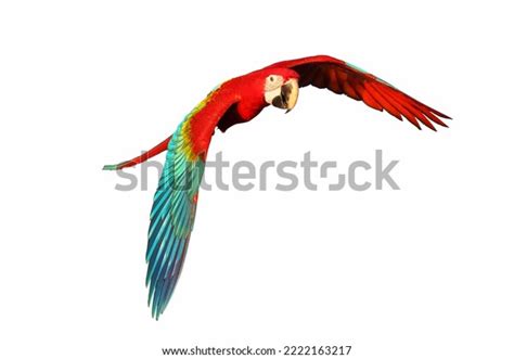 Green Wing Macaw Parrot Flying Isolated Stock Photo 2222163217 ...