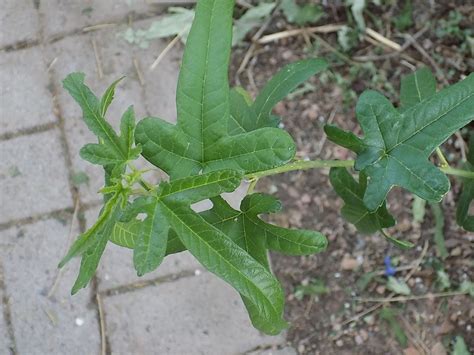 identification - What is this plant with highly variable 3-5 lobed palmate, smooth edged leaves ...
