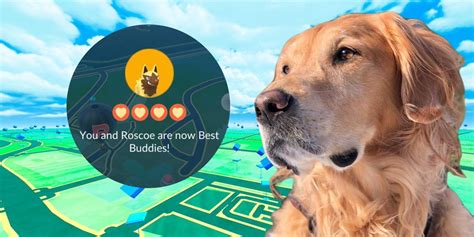 Pokémon GO Shiny Poochyena Gift Honors Memory of Player's Deceased Dog