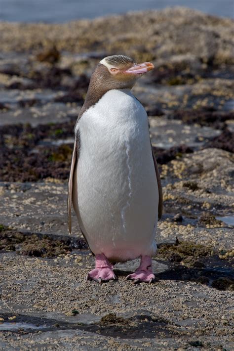 Gelbaugenpinguin