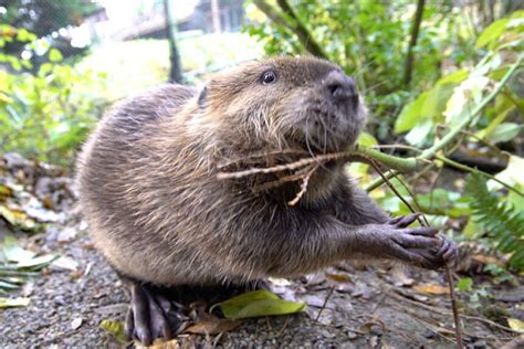 Like that Phil, Oregon Zoo's 'Stumptown Fil' the beaver sees more winter ahead - KTVZ