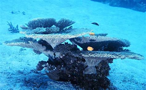 Table corals, Deep sea corals, Coral Reefs, Deep sea research