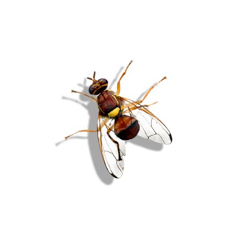 Bactrocera zonata, Peach fruit fly - Russell IPM