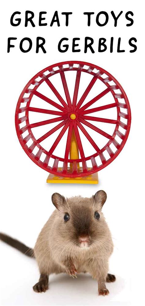 The Best Gerbil Toys - Tiny Activities With A Big Fun Factor!