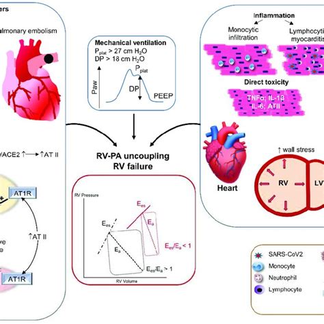 Main effects and side effects of vasopressors and inotropes for the... | Download Scientific Diagram