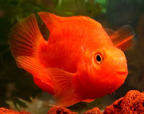 Blood parrot cichlid: Characteristics, care , reproduction and more....