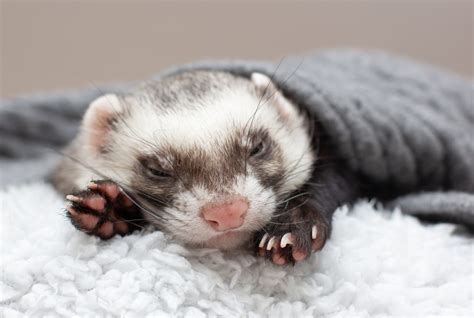 Are Ferrets Nocturnal? (Understanding Their Sleeping Habits)