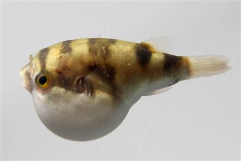 Amazon Puffer 101: Care, Diet, Tank Size, Tank Mates & More