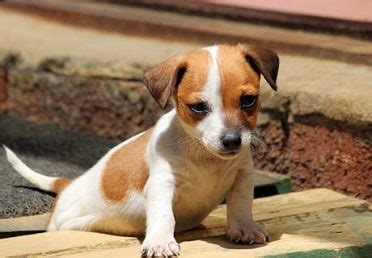 Jack Chi (Jack Russell Chihuahua Mix): a Small and Active dog - Animalso