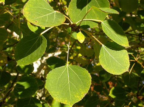 Omeka@CTL | UVM Tree Profiles : Quaking Aspen : What does it look like?