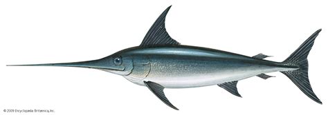 Swordfish | Oceanic, Billfish, Gamefish | Britannica