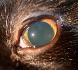 Eye Problems in Cats – Animal Eye Clinic