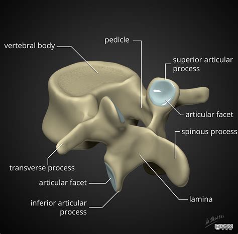 Radiopaedia - Drawing Anatomy of vertebra - English labels | AnatomyTOOL