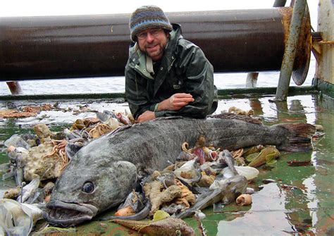 Antarctic Fish Species