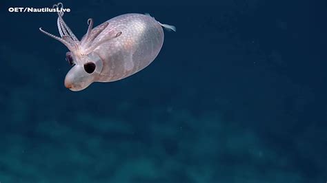 Rare Encounter With Piglet Squid Leaves Deep Sea Explorers Speechless ...