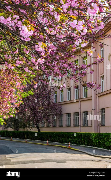 cherry blossom on the city street of Uzhgorod. beautiful cityscape in springtime Stock Photo - Alamy