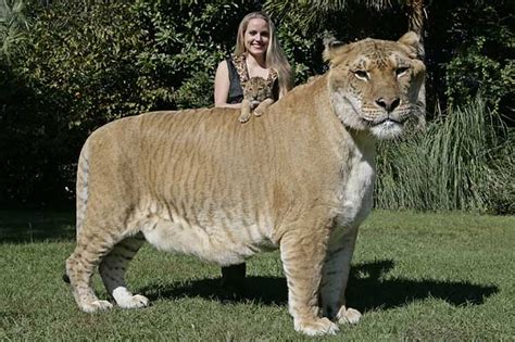 Liger The Biggest Cat Named Hercules - Just Dream High and Take An Action