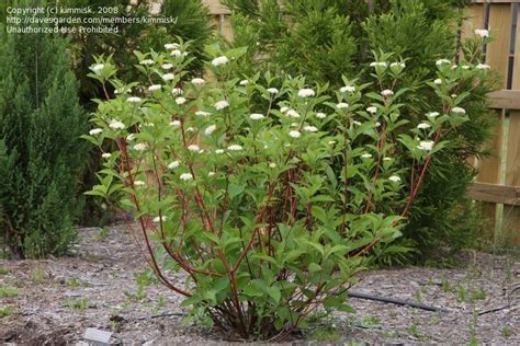 Red Osier Dogwood (Cornus baileyi) | Red twig dogwood, Twig dogwood ...