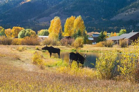 Wilson, Wyoming. Sigh... Wilson Wyoming, Yakima, Wild Nature, Pacific Northwest, North West, Fly ...