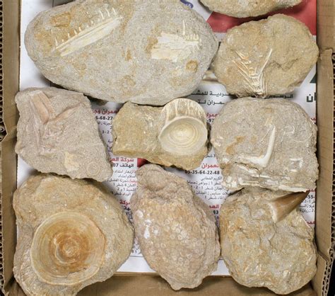 Flat: Cretaceous Marine Vertebrate Fossils - 14 Pieces For Sale (#81322) - FossilEra.com