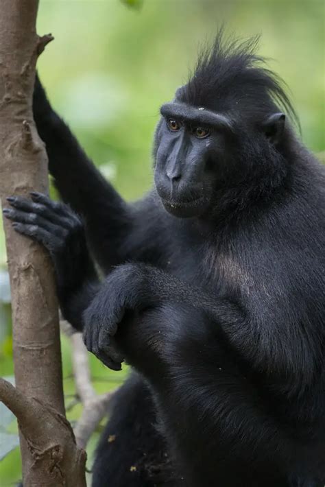 Macaca Nigra: Características, Nome Científico, Habitat e Fotos | Mundo ...