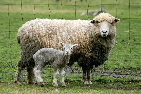 Romney Salt Marsh Sheep - Slow Food in the UK