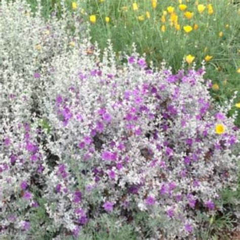 Silver Cloud Texas Sage | Star Nursery Garden and Rock Centers