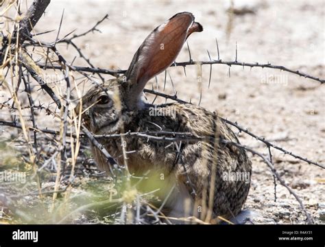 Desert Hare Stock Photos & Desert Hare Stock Images - Alamy